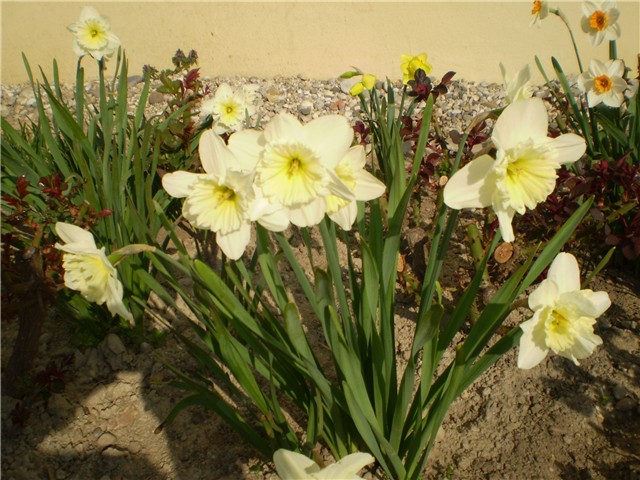 narcisi